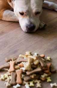 Picture for category Dog Treats